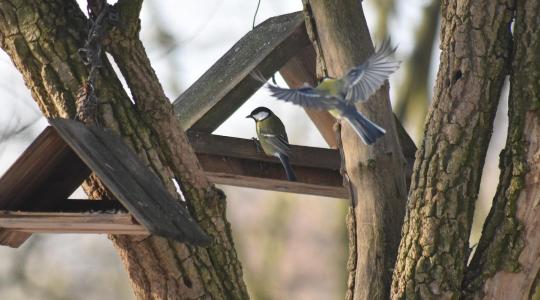 Azt hiszed, segítesz, pedig a vesztüket okozod: áprilistól tilos a madarak etetése!