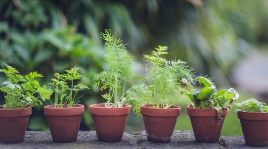 Most vagy soha: ezért ne várj májusig a fűszernövények vetésével!