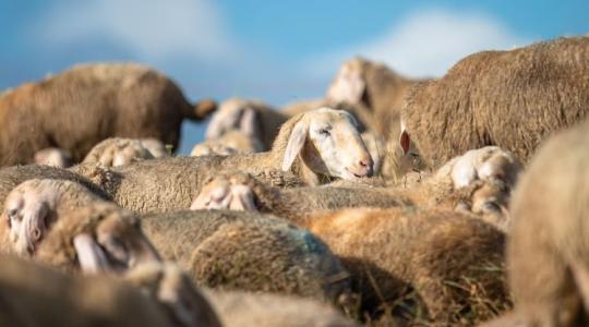 Teher helyett kincs: új utakat keres a magyar gyapjúágazat