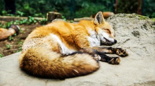 Halálos vírus tizedeli a rókákat Cserkúton: kutyákra és macskákra is végzetes lehet