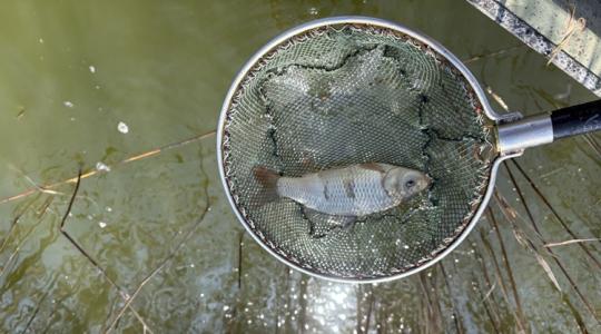 Víz alig van, hal viszont bőven? 80 centis tóba telepítik a 7500 kiló pontyot