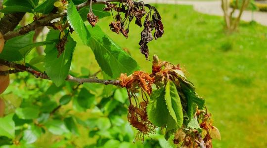 Elviheti a teljes termést a monília – Most dől el a kajszi és a meggy sorsa!