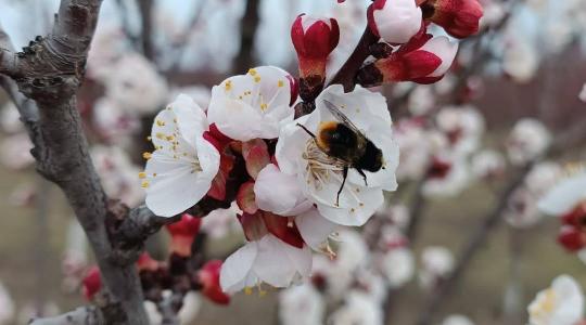 Növényvédelmi előrejelzés: Berobbant a lisztharmat a búzában, virágzó kajsziban már fenyeget a monília