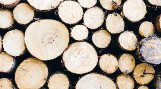 Kockás füzet helyett mobilapp: erdőmérnök fejlesztett digitális segítséget az erdészeknek