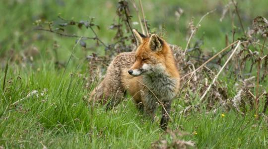 Életveszélyes jó szándék: miért tilos hozzányúlni a beteg rókákhoz?