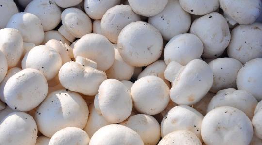 Váratlan ellenőrzések a gombatermesztőknél: vajon mindent rendben találtak?