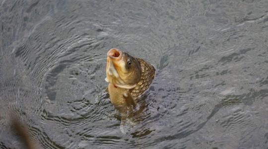Vége a vízelvezetés korának: radikális fordulat jön a magyar halastavakon