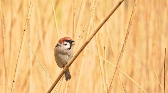 Vegyszermentes védelem az ágyásokban: miért ér aranyat a mezei veréb a kertben?