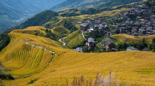 Kétszer aratnak egy vetésből: a technológia, amivel rekordhozamot érnek el a rizsföldeken