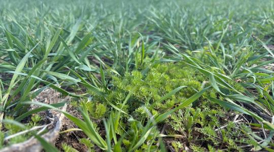 Paci® a gyompusztító