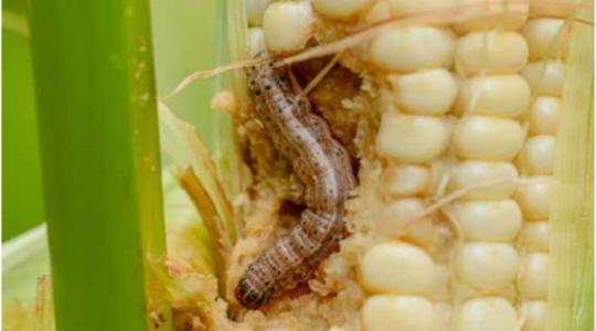 Akár 1500 petét is rakhat: az inváziós kártevő, amely észrevétlenül tarolhatja le a magyar földeket