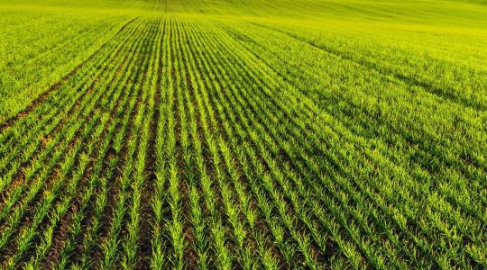 Kalászosok: miért lett idén kulcskérdés a korai lombvédelem?