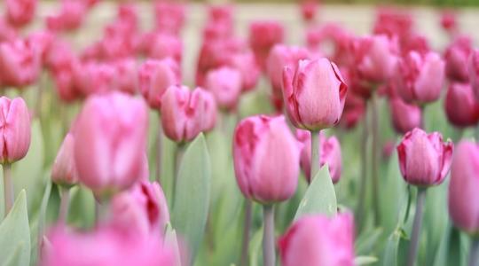 Csak levelet hoz a tulipán, virágot nem? Itt a megoldás!