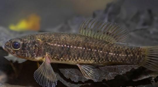 Jövevényhalak és kárókatonák: hatalmas nyomás alatt a hazai vizek élővilága