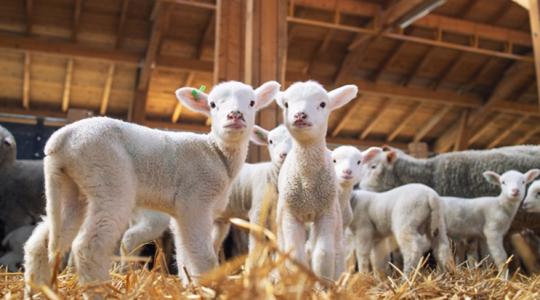 Fogy a birka, de megvan a profit: nem búsul a juhász