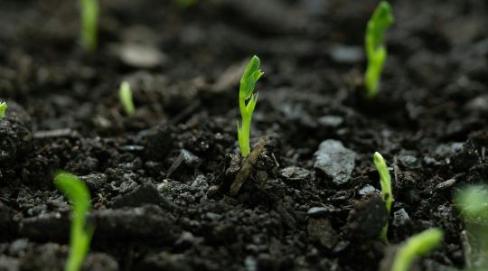 Ébresztő a talajnak: így turbózhatja fel a gyökérkörnyezetet a hideg tavaszi napokon