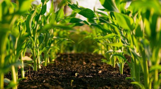 Ha Önnek is fontos a földje jövője: a talajvizsgálat, ami 5 évre előre tervez