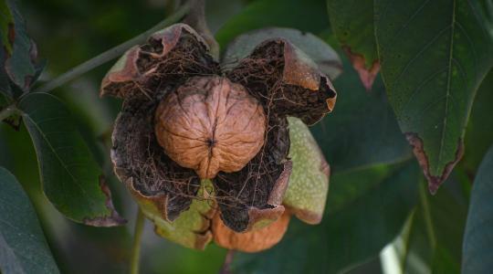 Megmenthető még a dió? Ha nem lépünk, eltűnhet a közkedvelt alapanyag