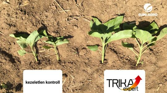 30%-os tőpusztulás is lehet a vége? A láthatatlan ellenség, amely a föld alatt eszi meg a profitot