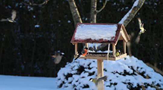 Madarak februári kedvence: mitől lesz még jobb az „ütős” téli menü?