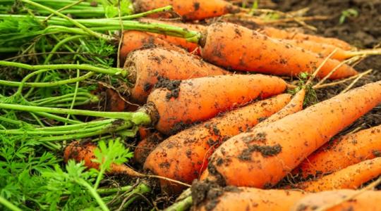 Semmi pánik: komoly kínálati űr jöhet a sárgarépa piacán