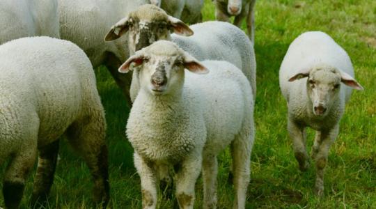 Észak-Olaszországtól Szaúd-Arábiáig: kiderült, hol fizetik a legtöbbet a magyar bárányért