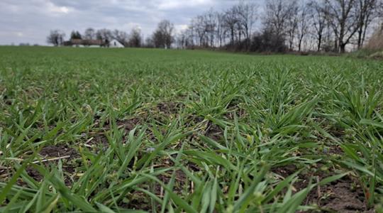 A tavalyi terméseredményeket elfelejthetjük: itt az első növényállapot-jelentés 