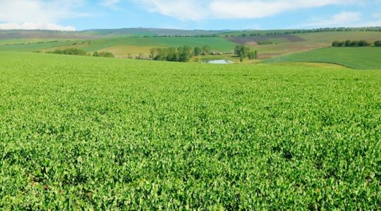 Itt a mentőöv a borsónak a penész ellen!