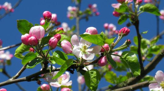 Alma, körte és csonthéjasok: hogyan időzítsük a permetezést csapadékos időben?