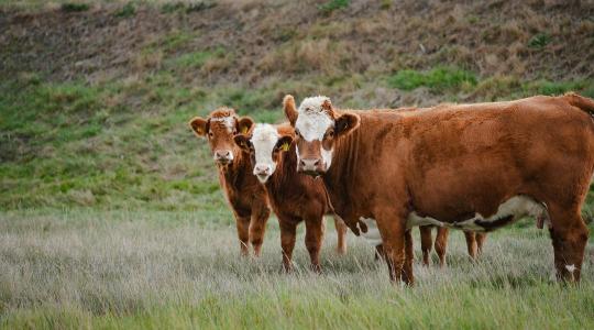 Állatbetegségek árnyékában: nő az európai állattenyésztés sérülékenysége
