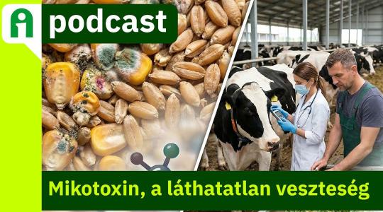 Agroinform Podcast: Mikotoxinok a telepen – a rejtett veszteségek nyomában