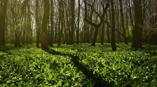 Szereted a medvehagymát? Veszélyes is lehet a gyűjtés és nem azért, mert összetéveszthető a gyöngyvirággal