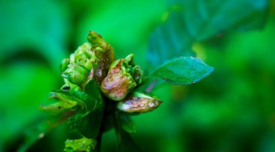 A fák titkos patikája: így gyógyítanak a rügyek