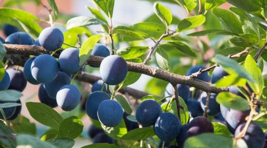 Modernizáció nélkül elolvadhat a 90 ezer hektáros előnyünk