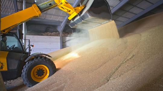 Rekordszinten a búzakészletek Magyarországon
