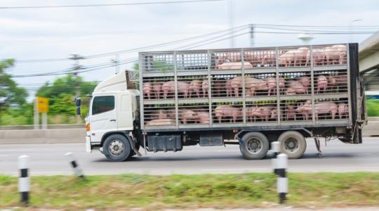 Afrikai sertéspestis: a tápban bújt meg a gyilkos kór