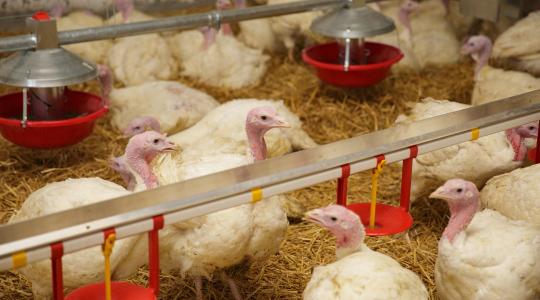 Vége a lejtmenetnek: kiderült, mi hozta el a fordulatot a pulykatartóknál