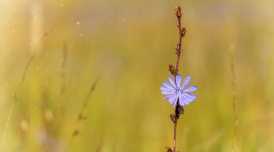 Fel kell-e áldozni a tejhozamot a környezetvédelmi előnyök oltárán?