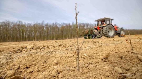 Félmillió csemete hét év alatt: Zalában így veszik fel a harcot a klímaváltozással