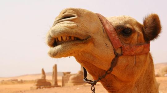 Kaktuszok, tevék és cirok: tényleg ez vár ránk?