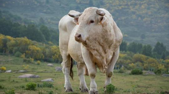 Gyorsabb kifizetések az állattenyésztésben: Évente kétszer juthatnak forráshoz a tenyésztőszervezetek
