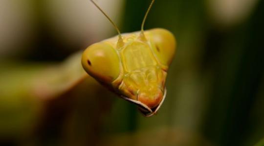 Több mint éhínség: Miért rágták le a sáskák az élő juhok gyapját is az amerikai prérin?