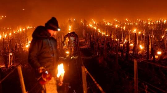 A francia gazdák lélegzet-visszafojtva figyelik a hőmérőt