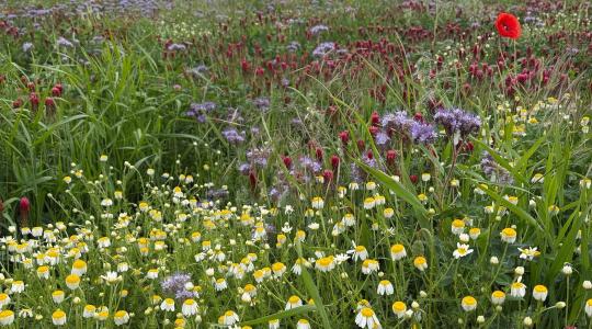 Zöldtrágyázás rendszerszinten: több mint talajtakarás