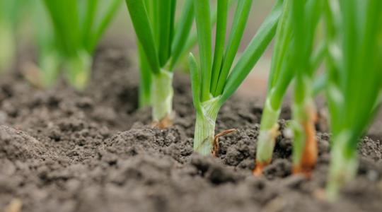 Sárba ragadt a vetés, késik a piacról a spanyol vöröshagyma 