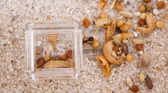 Időzített bomba: afrikai óriáshangyák fenyegetik Európát