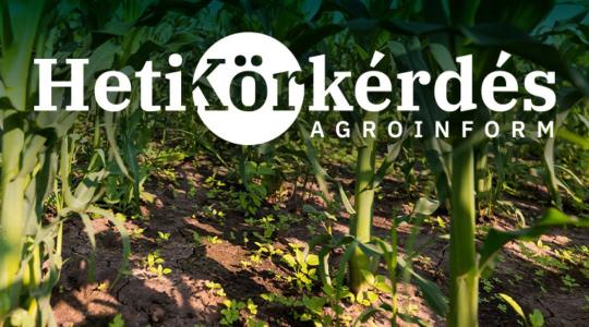 Melyek a száraz körülmények között is jól működő gyomirtó szerek kukoricában? – Heti Körkérdés