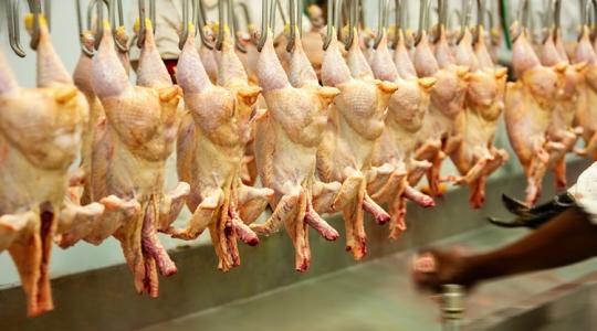 Gigantikus beruházás: 350 milliárdos fejlesztést indít egy magyar húsfeldolgozó