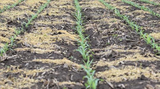 A korai gyommentes kukorica kulcsa – a pre-poszt technológiában rejlő lehetőségek