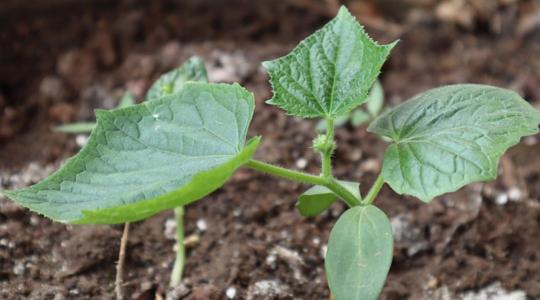 Uborka ültetése: mikor, hova és hogyan, hogy bőséges legyen a termés?